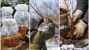 Que faire au jardin l’hiver? Conseils et travaux essentiels.