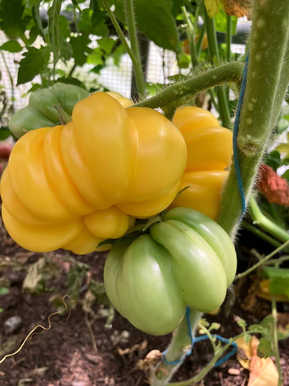 Miniature : Tomate accordéon jaune fruits côtelés graines reproductibles semences anciennes les jardins de valou