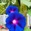 Miniature : Graines d' ipomée Volubilis - Mélange de couleurs - Fleurs grimpante - Semences reproductibles - Les jardins de Valou