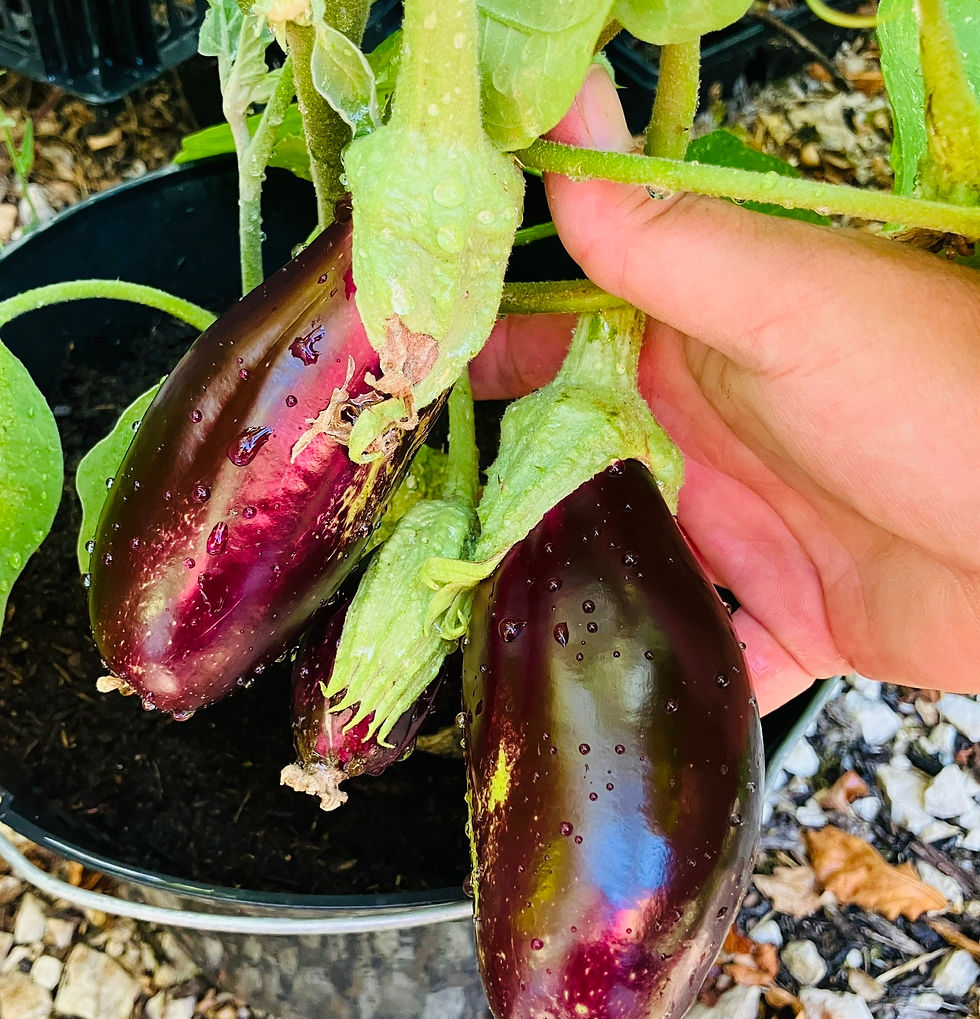 Graines d' Aubergine Nastenka - Aubergine précoce - Semences reproductibles - Les jardins de Valou