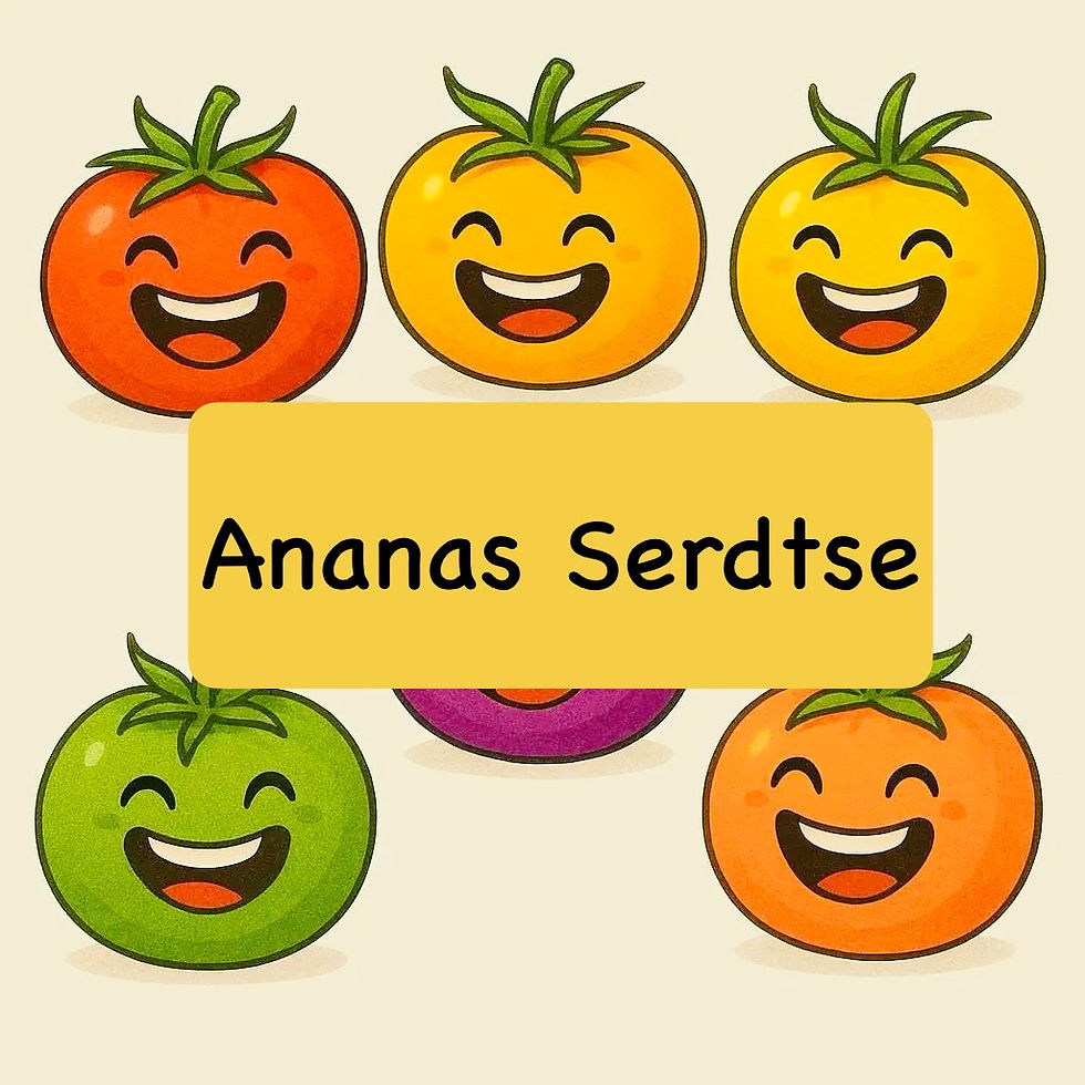 Graines de tomate Ananas Serdtse - Semences anciennes reproductibles - Les jardins de Valou