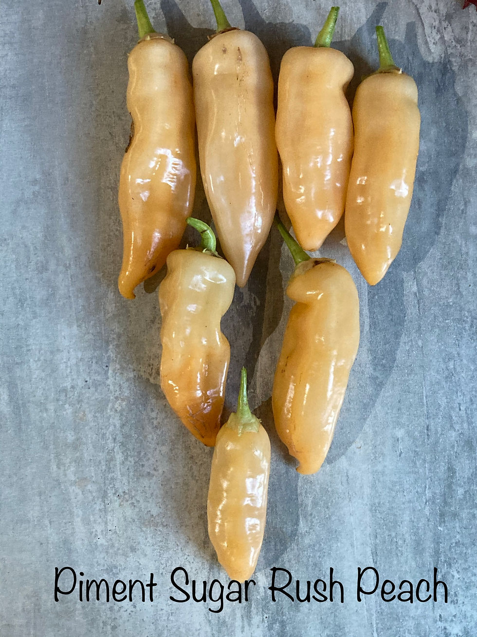 Miniature : Graines de piments en mélange - Semences reproductibles - Les jardins de Valou