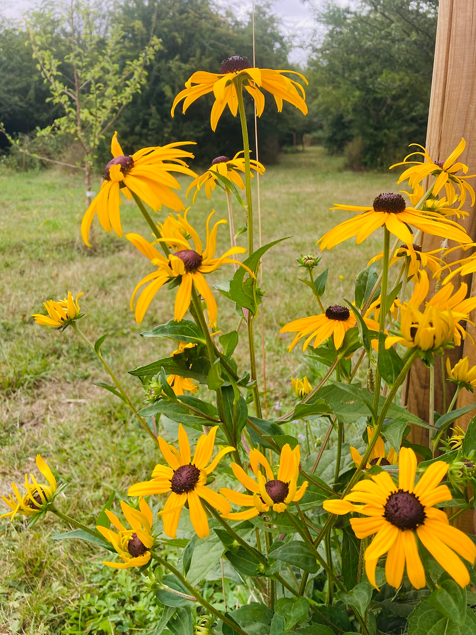 Graines de Rudbéckia - Fleurs vivaces jaunes - Semences reproductibles - Les jardins de Valou