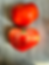 Graines de Tomate Altaiskiy Shedevr - variété ancienne - semences reproductibles - Les jardins de Valou