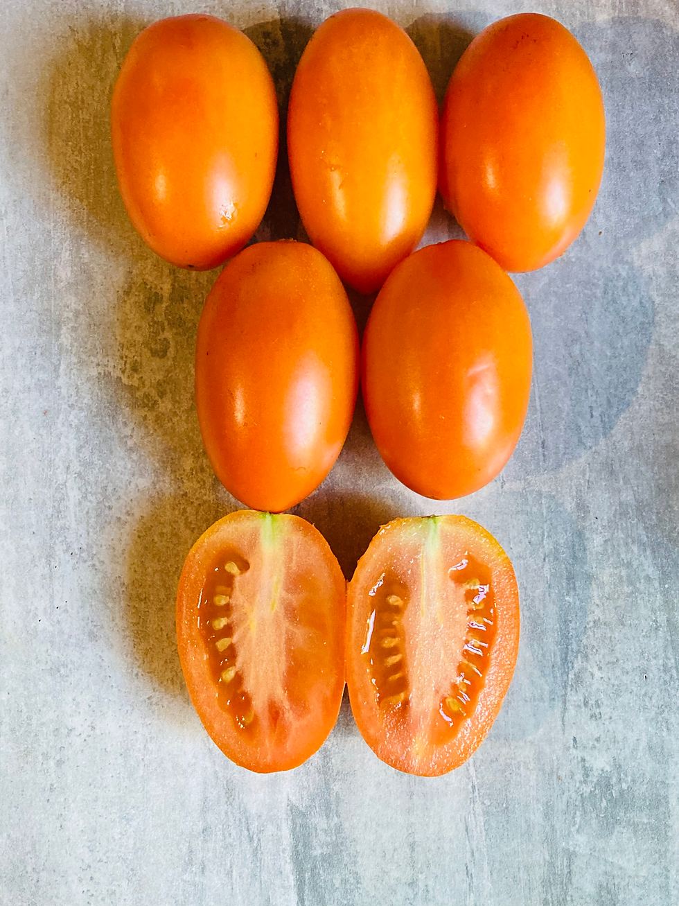 Graines de tomate Russkie Kolokola - tomate dwarf orange - Semences reproductibles - Les jardins de Valou