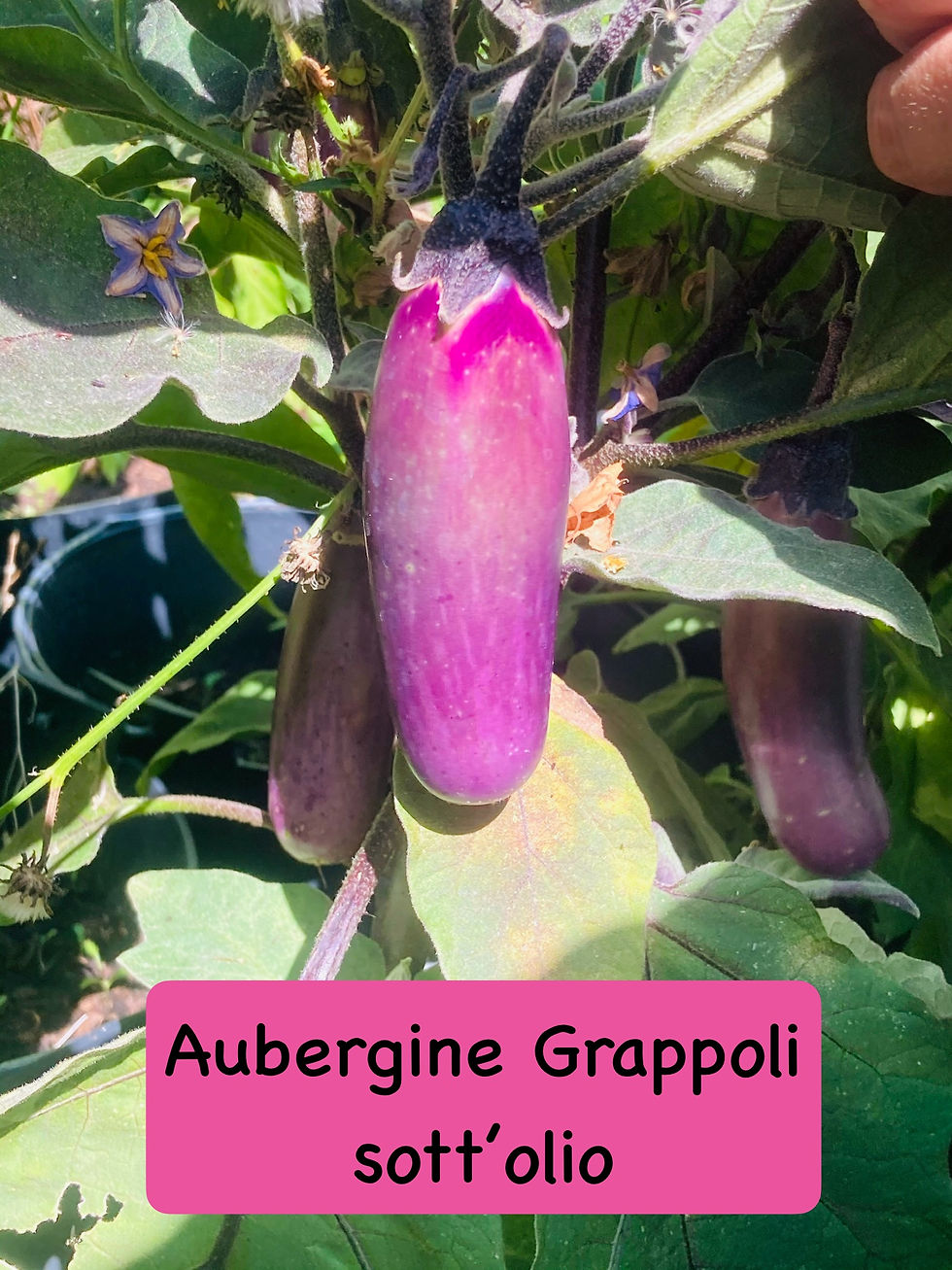 Graines d' Aubergine Grappoli Sott'olio - Aubergine précoce - Semences reproductibles - Les jardins de Valou