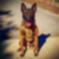 navy seal dog tyson.jpg