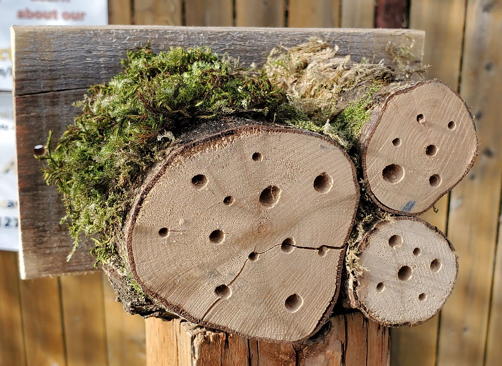 Thumbnail: Natural Solitary Bee Homes