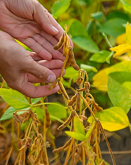 Soybean.png