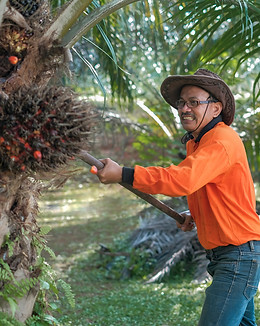 Feature Image Media Kit Website - Commodity Factsheet Palm oil 3.jpg