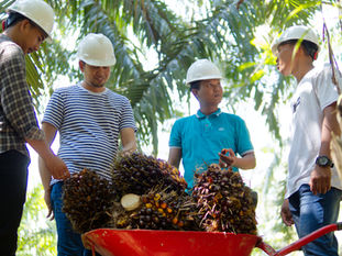 Commitment and Legislation for Transformation: Joining Forces for Sustainable Palm Oil