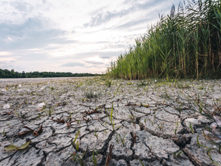 Cultivating Resilience: Embracing Climate-Smart Agriculture to Counter Climate Change