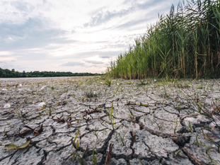 Cultivating Resilience: Embracing Climate-Smart Agriculture to Counter Climate Change