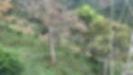 KoltiTrace Highlighted Among Seven Deforestation-Monitoring Tools That Aid Compliance with the EUDR