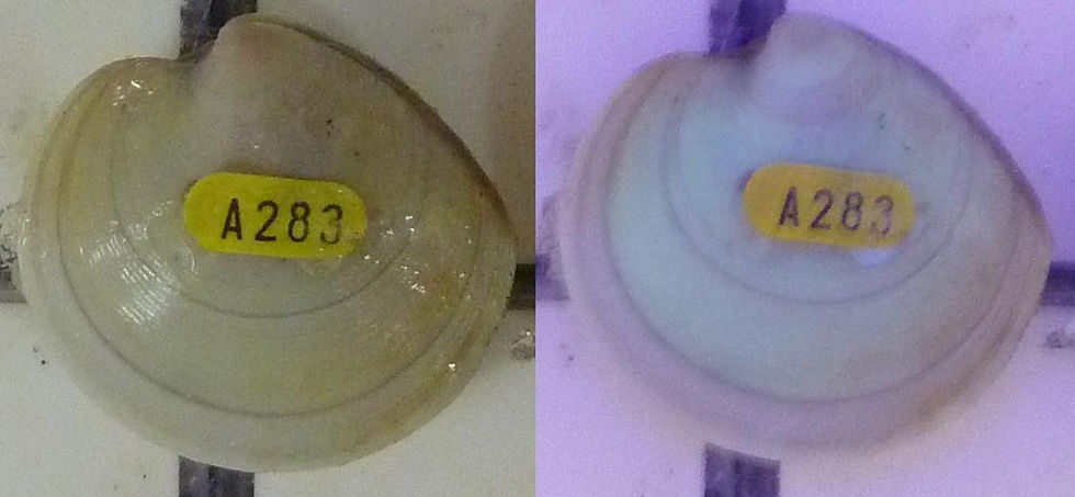 Fluorescence to measure growth
