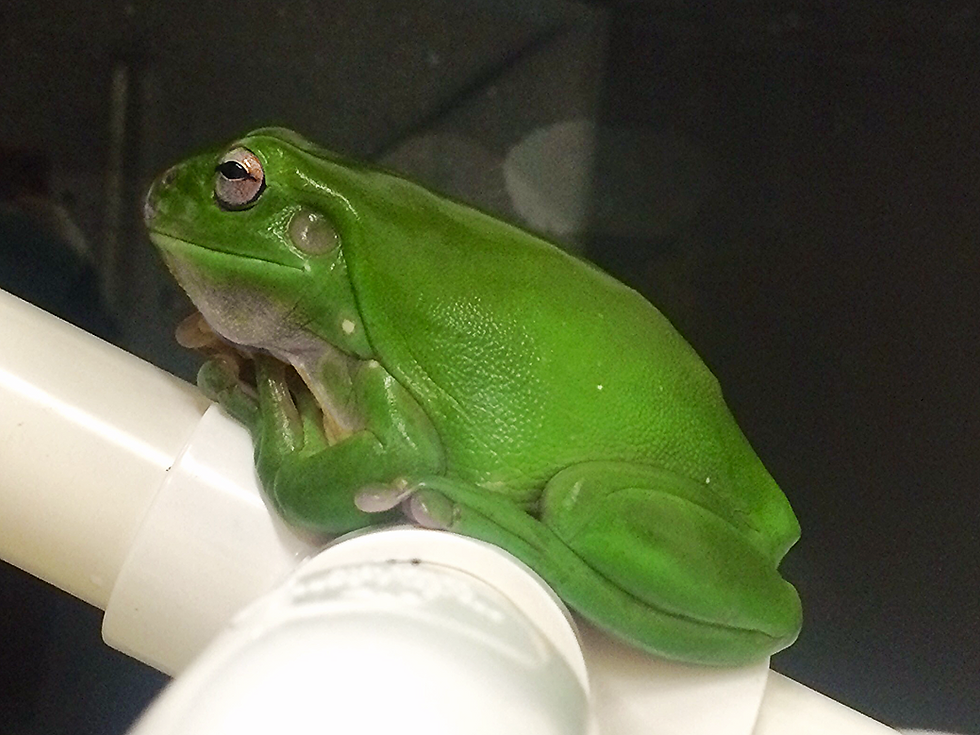 Adult green tree frog
