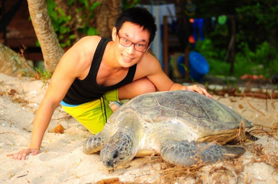 Post-nesting green sea turtle
