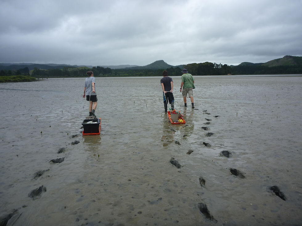 Fieldwork in mangrove