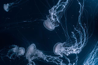 Jellyfish Underwater Glow