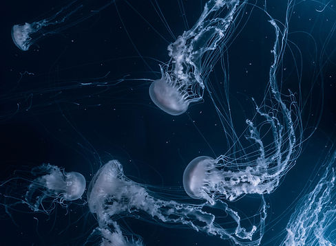 Jellyfish Underwater Glow