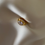 Thumbnail: Viola