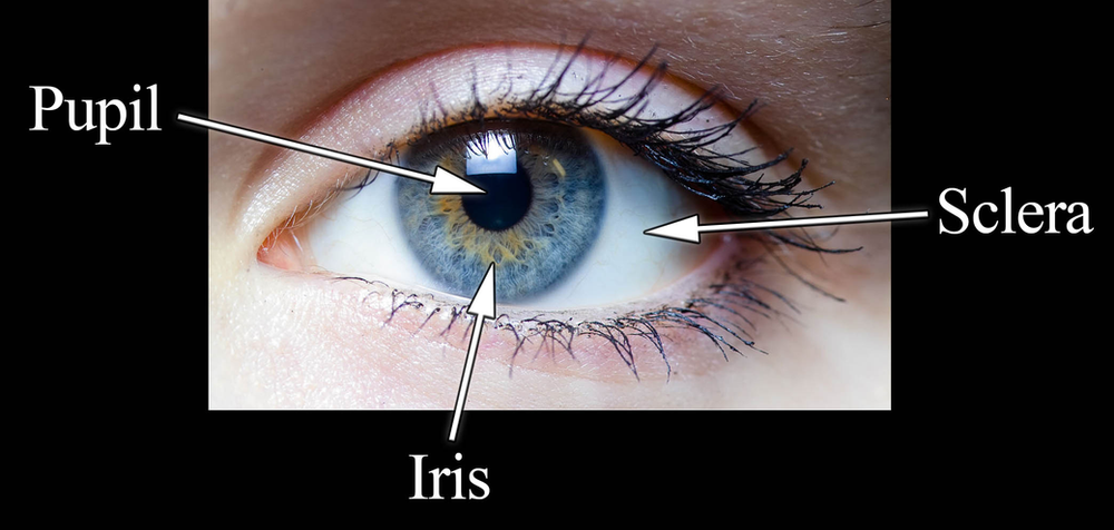 What Are Sclera Contacts 