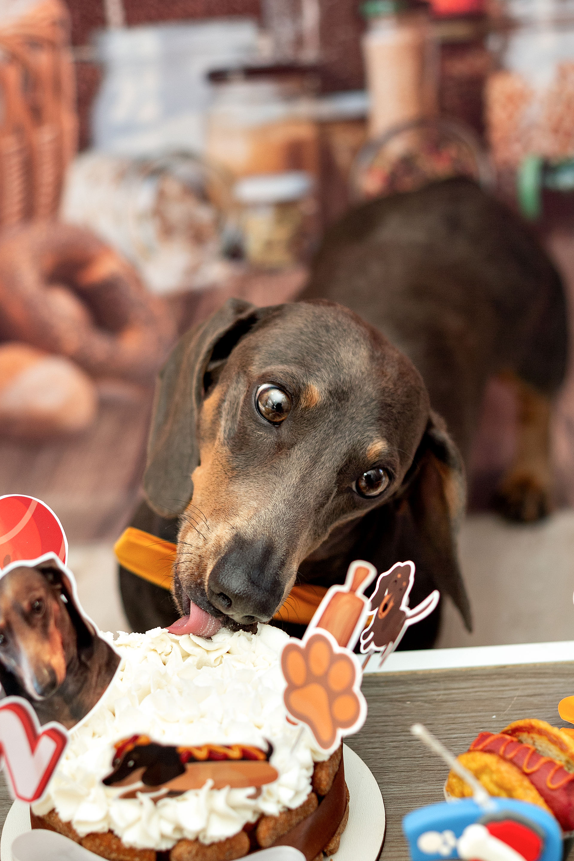 Fotografia afetiva de pet em festa de aniversário temática MasterPet