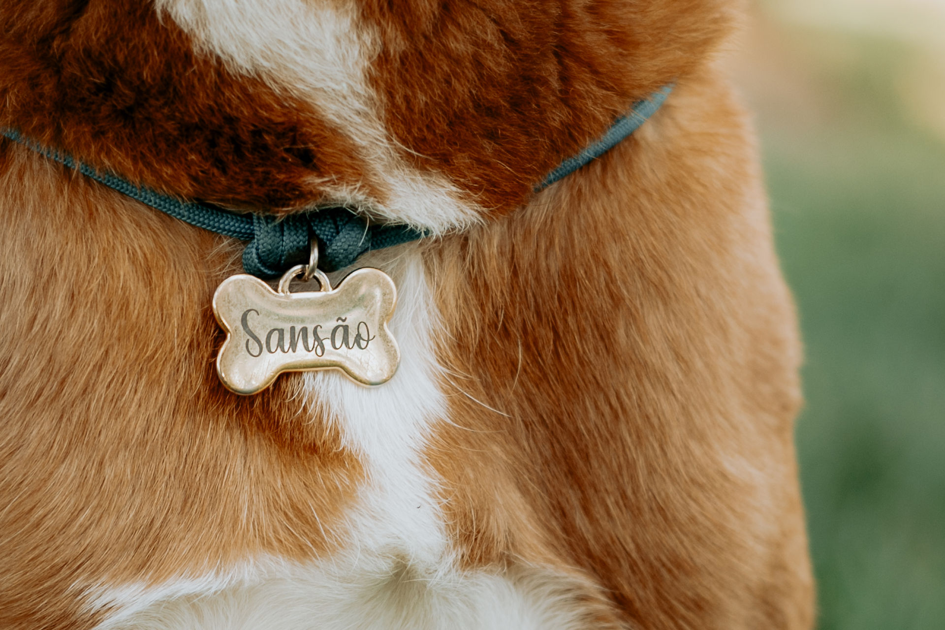 pet memorial photos