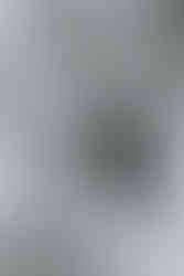 otos emocionantes de despedida de pet com tutor