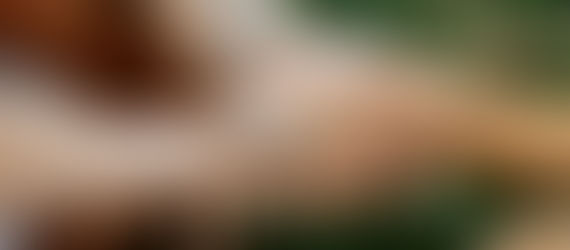 Sansão’s Last Walk: A Love That Deserved to Be Eternalized