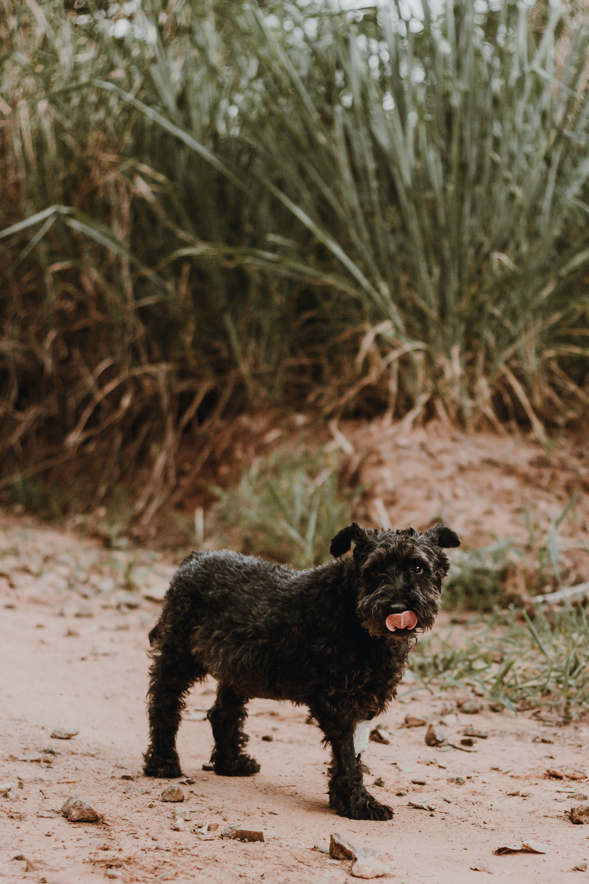 Ensaio pet cão idoso