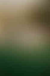 ensaio infinito pet com família e cachorro idoso ao ar livre