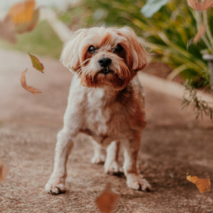 Ensaio pet fim de vida cachorro idoso