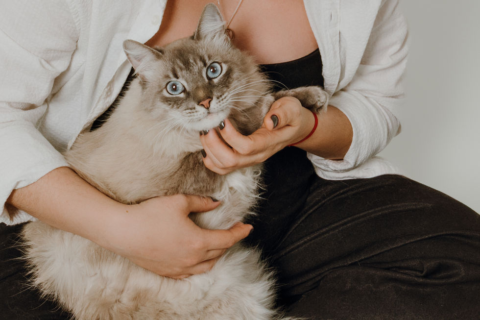 Retrato pet em estúdio com luz suave e fundo neutro — Duetto Fotografia Pet