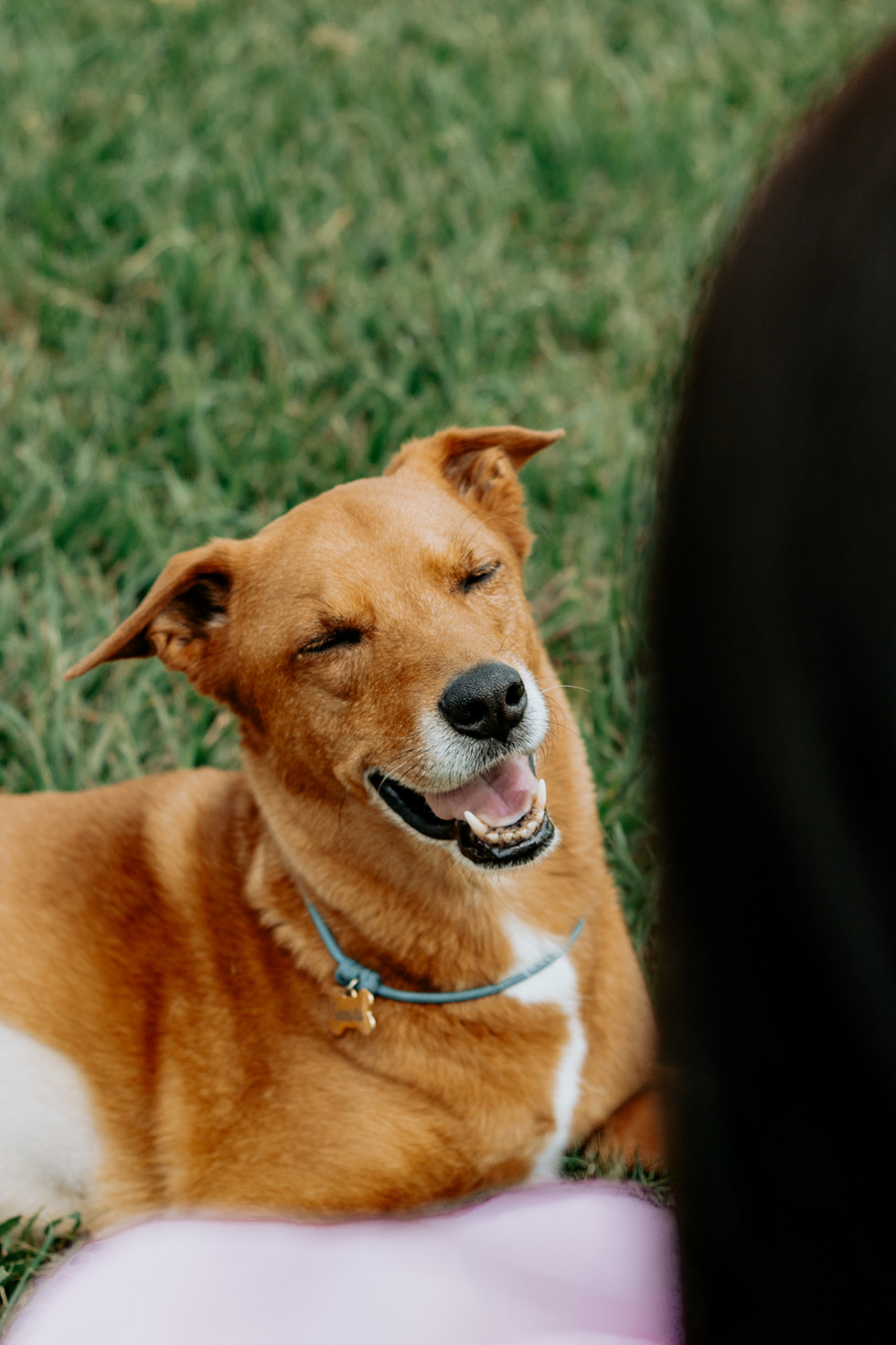 cachorro caramelo sorrindo