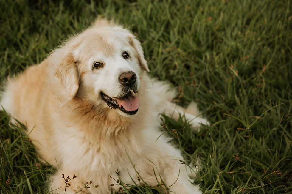Antes e depois de cachorro branco