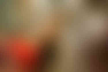 ensaio pet temático