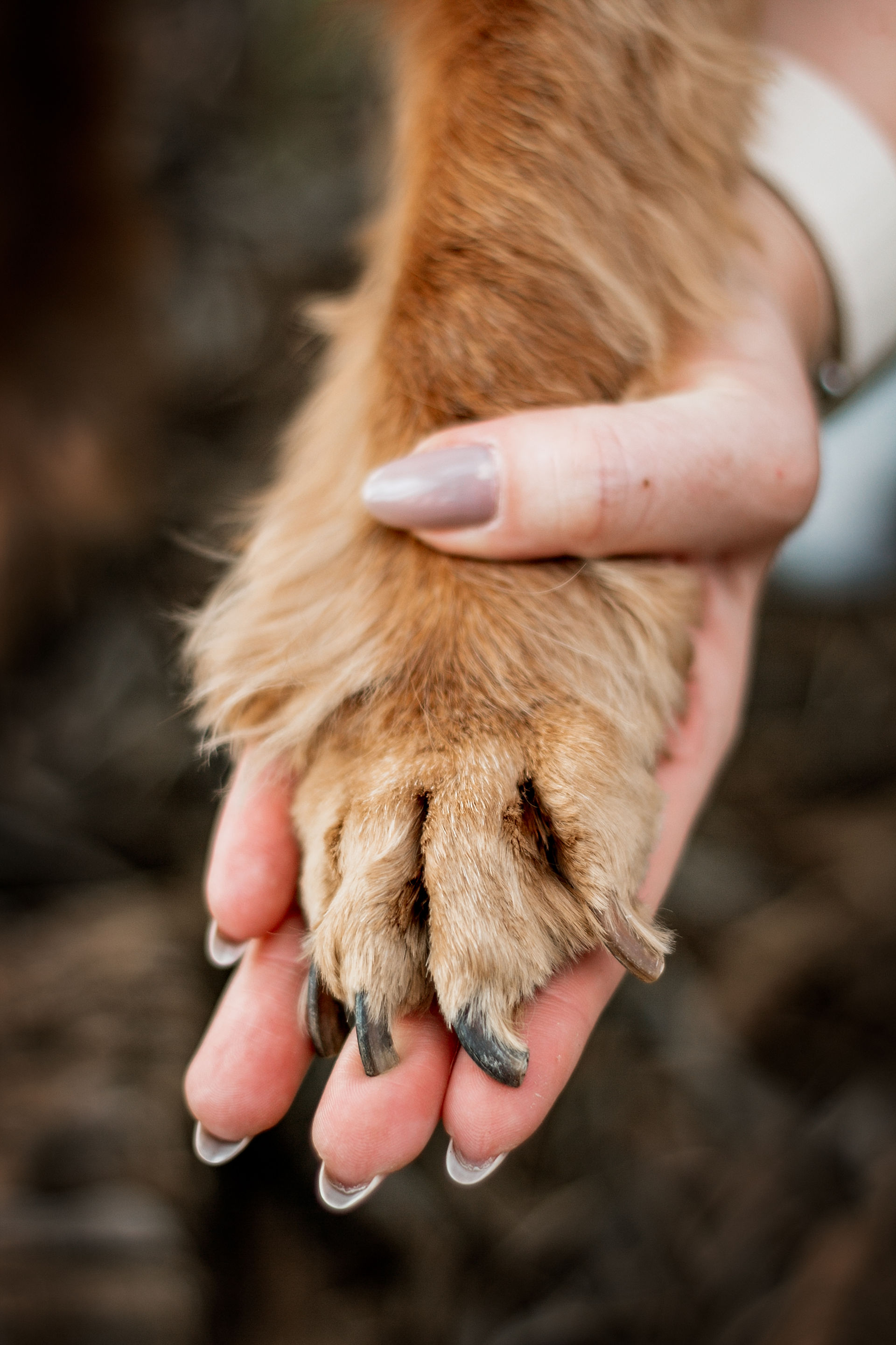 detalhes de um cão idosos em ensaio fotográfico