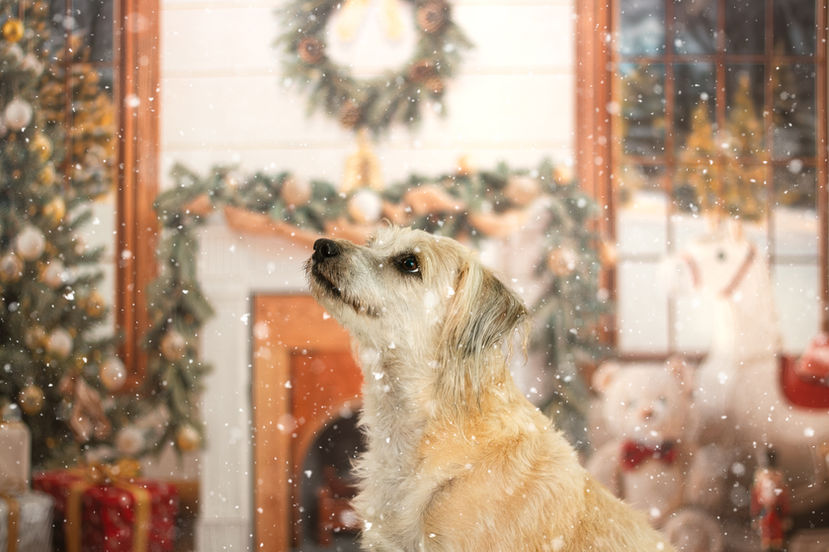 curso fotografia pet de natal