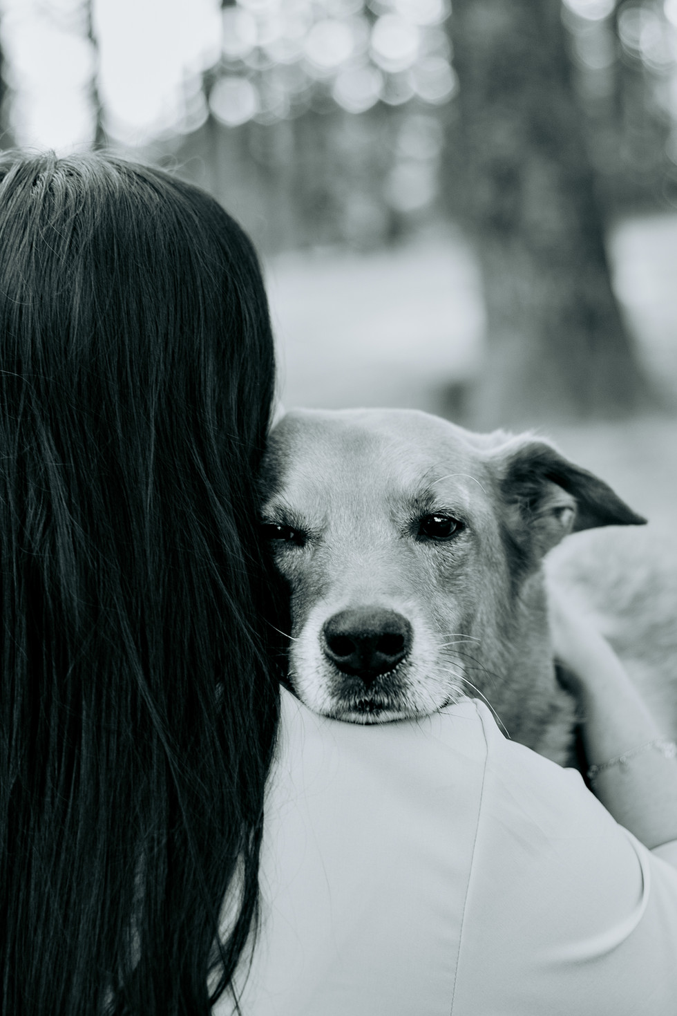 otos emocionantes de despedida de pet com tutor