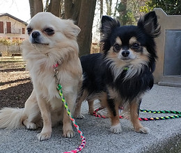 Social Walking e camminate educative collettive per cani a Varese, Como e Canton Ticino