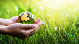 10 Tipps: So schützt du die Bäume und deine Umwelt