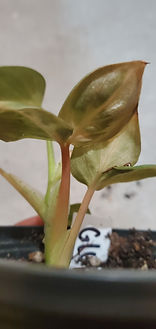 DFX_6488.JPG