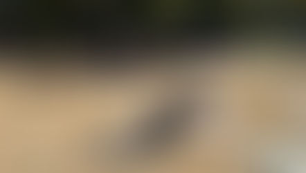 長岡公園で巨大カルタで遊ぶボーイスカウト長岡第4団ビーバースカウト