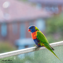 Sydney - NSW, Australia