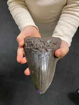 Beyond the Beanstalk Megalodon tooth  