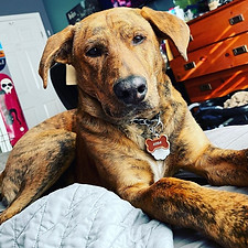Tj Schmidt Hope For Cleo Animal Rescue Co-Social Media Manager