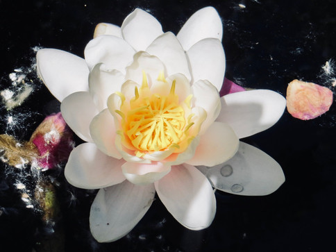water lilly