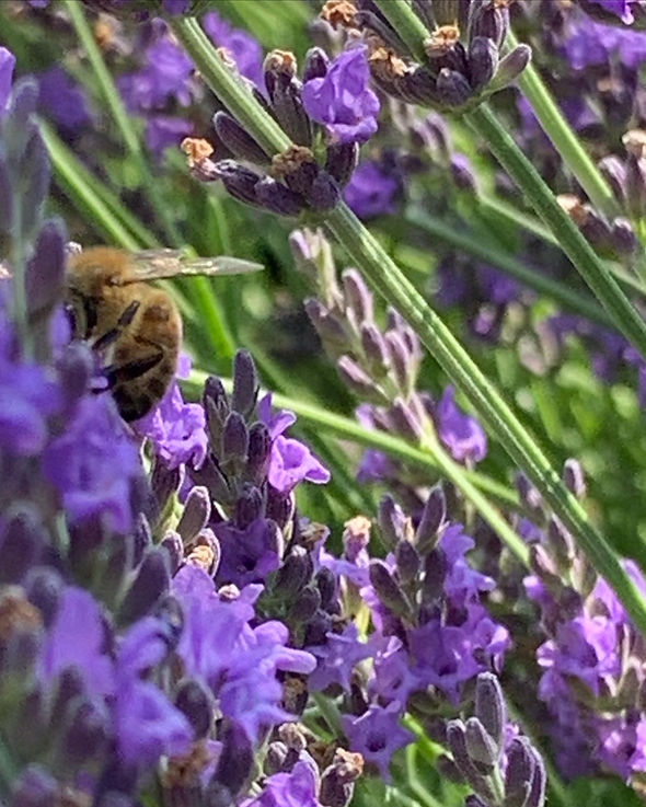 lavendula angustifolia with bee
