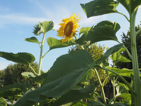 令和７年度　なかよしルーム（プレ）と　なでしこ組（満３歳児学級）の説明会